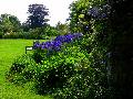 gal/holiday/Nymans Gardens 2003/_thb_Irises___Wysteria_DSC08648.JPG